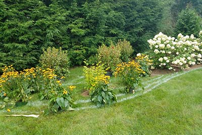 Gardening/Planting