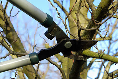Pruning