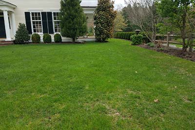 Lawn Mowing